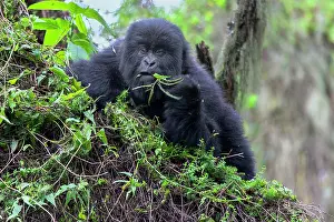 Rwanda: Mountain Gorilla