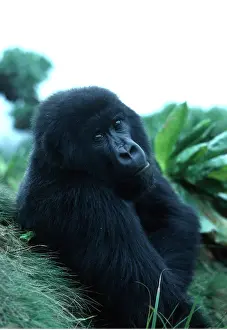 Rwanda: MOUNTAIN GORILLA