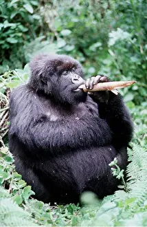 Rwanda: MOUNTAIN GORILLA