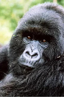 Rwanda: MOUNTAIN GORILLA