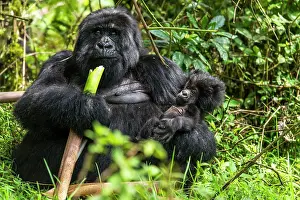Silverback: Mountain Gorilla adult female feeding with baby gorilla