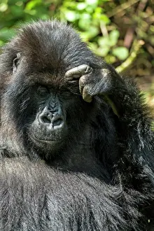 Silverback: Mountain Gorilla adult female scratching her head