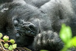 Silverback: Mountain Gorilla adult male portrait