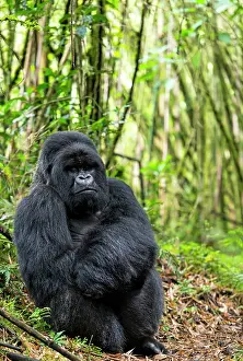 Silverback: Mountain Gorilla adult male sitting on the ground