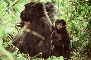 Gorillas: MOUNTAIN GORILLA - Adult and young