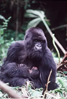 Rwanda: MOUNTAIN GORILLA - with baby