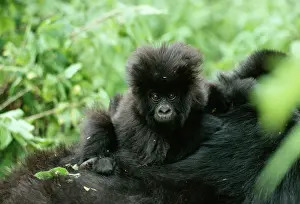 Hitchhiking: MOUNTAIN GORILLA - baby, facing camera
