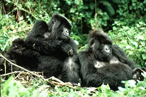 Father: MOUNTAIN GORILLA - family group with mother, father