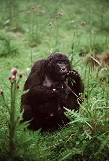 Rwanda: MOUNTAIN GORILLA - Feeding After Rain