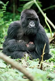 Named: Mountain Gorilla - female with 2 hour old baby 'AmarebaI