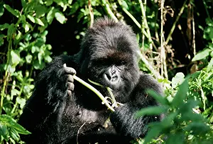 Named: Mountain Gorilla - Female Poppy, eating vegetation