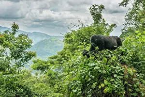 Simiae: Mountain Gorilla (Gorilla beringei beringei) in