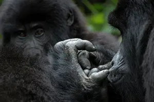 Bwindi: Mountain gorilla (Gorilla beringei beringei). detail