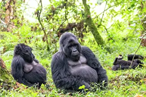 Backs: Mountain gorilla (Gorilla beringei beringei), family