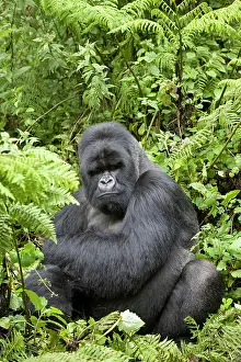 Rwanda: Mountain Gorilla (Gorilla beringei beringei), silverback