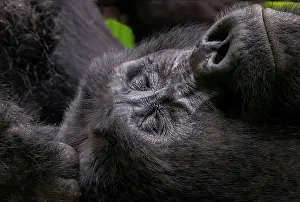 Bwindi: Mountain gorilla (Gorilla beringei beringei), One