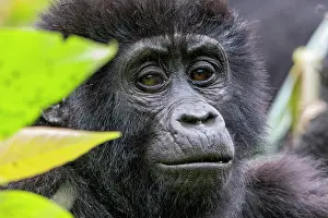 Bwindi: Mountain gorilla (Gorilla beringei beringei), One