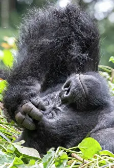 Backs: Mountain gorilla (Gorilla beringei beringei), One