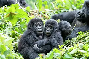 Backs: Mountain gorilla (Gorilla beringei beringei), Two