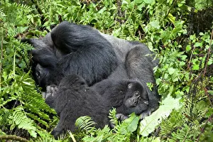Rwanda: Mountain Gorilla (Gorilla beringei beringei), silverback