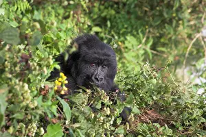 Rwanda: Mountain Gorilla (Gorilla beringei beringei), black-back