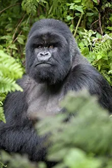Rwanda: Mountain Gorilla (Gorilla beringei beringei), silverback