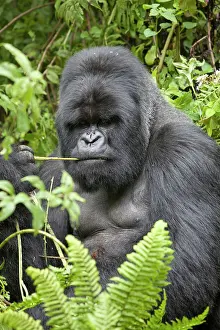 Rwanda: Mountain Gorilla (Gorilla beringei beringei), silverback