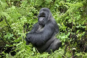 Rwanda: Mountain Gorilla (Gorilla beringei beringei), silverback