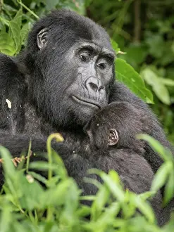 Landmarks: Mountain Gorilla (Gorilla beringei beringei) of