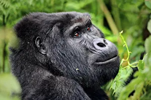 Gorilla: Mountain Gorilla (Gorilla beringei beringei) at