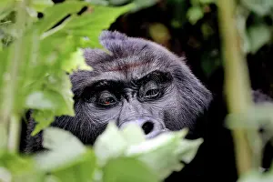 Gorilla: Mountain Gorilla (Gorilla beringei beringei) at