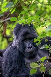Backs: Mountain gorilla (Gorilla beringei beringei), male