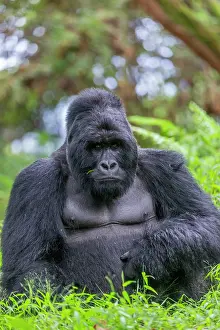 Backs: Mountain gorilla (Gorilla beringei beringei), male