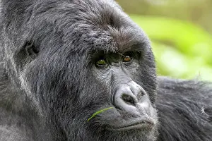 Backs: Mountain gorilla (Gorilla beringei beringei), male