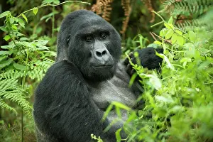 Simiae: Mountain Gorilla (Gorilla beringei beringei), male