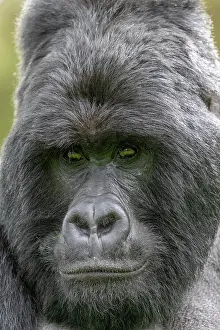 Backs: Mountain gorilla (Gorilla beringei beringei), male