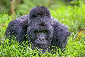 Backs: Mountain gorilla (Gorilla beringei beringei), male