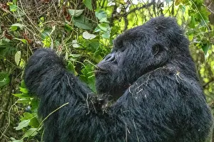 Backs: Mountain gorilla (Gorilla beringei beringei), male