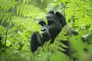 Simiae: Mountain Gorilla (Gorilla beringei beringei), male