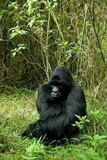 Rwanda: Mountain Gorilla, Gorilla beringei (formerly