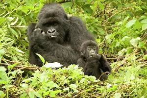 Rwanda: Mountain Gorilla, Gorilla beringei (formerly