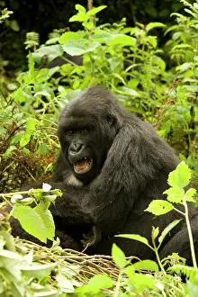 Rwanda: Mountain Gorilla, Gorilla beringei (formerly