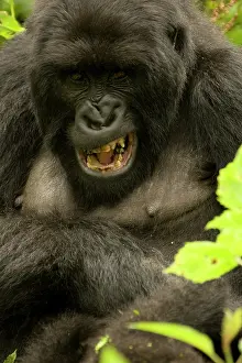 Rwanda: Mountain Gorilla, Gorilla beringei (formerly