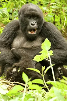 Rwanda: Mountain Gorilla, Gorilla beringei (formerly