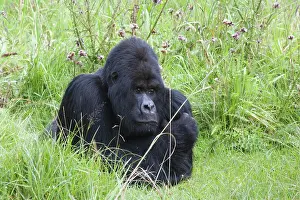 Rwanda: Mountain Gorilla (Gorilla gorilla berengei), Silverback