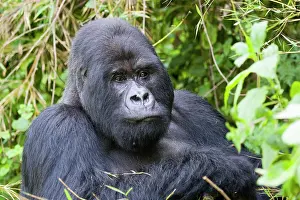 Rwanda: Mountain Gorilla (Gorilla gorilla beringei), Volcanoes
