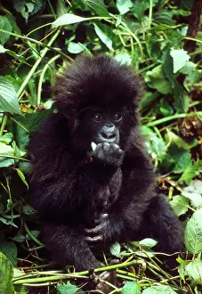 Rwanda: Mountain Gorilla, (Gorilla gorilla beringei)