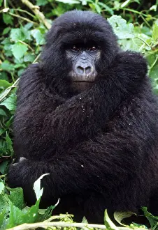Rwanda: Mountain Gorilla, (Gorilla gorilla beringei)