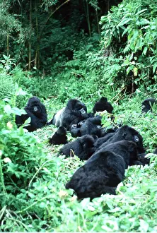 Gorillas: Mountain Gorilla - group