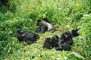 Rwanda: Mountain Gorilla - group